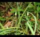 Allium canadense-var-canadense