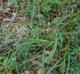 Allium canadense-var-canadense