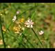 Allium canadense-var-canadense