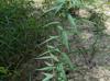 Amsonia tabernaemontana
