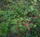 Aralia spinosa