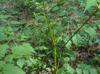 Aralia spinosa