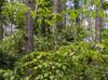 Aralia spinosa