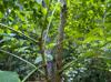 Aralia spinosa