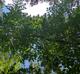 Aralia spinosa