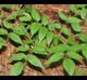 Aralia spinosa