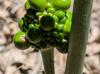 Arisaema dracontium