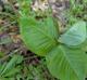 Arisaema triphyllum