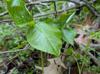 Arisaema triphyllum