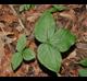 Arisaema triphyllum