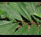 Asimina triloba