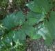Asimina triloba