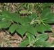 Asimina triloba