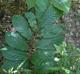 Asimina triloba