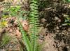 Asplenium platyneuron