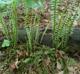 Asplenium platyneuron