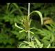 Bidens bipinnata