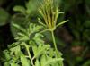 Bidens bipinnata