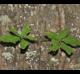 Bignonia capreolata