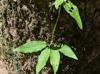 Bignonia capreolata