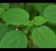 Boehmeria cylindrica