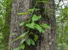 Brunnichia ovata