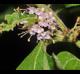 Callicarpa americana
