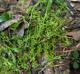 Callitriche heterophylla