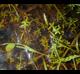 Callitriche heterophylla
