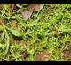Callitriche heterophylla