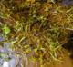 Callitriche heterophylla