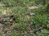 Cardamine bulbosa