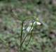 Cardamine bulbosa