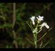 Cardamine bulbosa