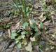 Cardamine bulbosa