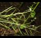 Cardamine bulbosa