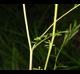Cardamine hirsuta