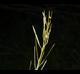 Cardamine hirsuta