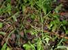 Cardamine pensylvanica