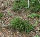 Carex abscondita