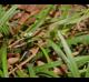 Carex abscondita
