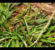 Carex abscondita
