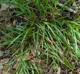 Carex abscondita