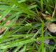 Carex abscondita