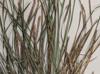 Carex basiantha
