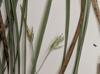 Carex basiantha