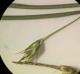 Carex basiantha