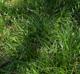Carex cherokeensis