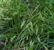 Carex cherokeensis