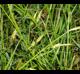 Carex cherokeensis